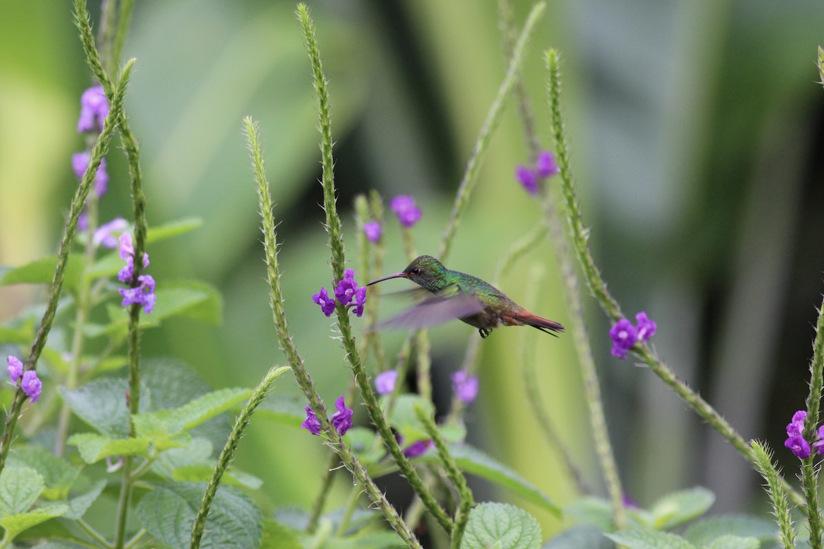 Rufous-tailed Hummingbird - Jamie Adams