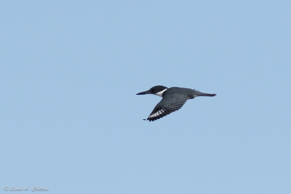 Belted Kingfisher - ML422095631