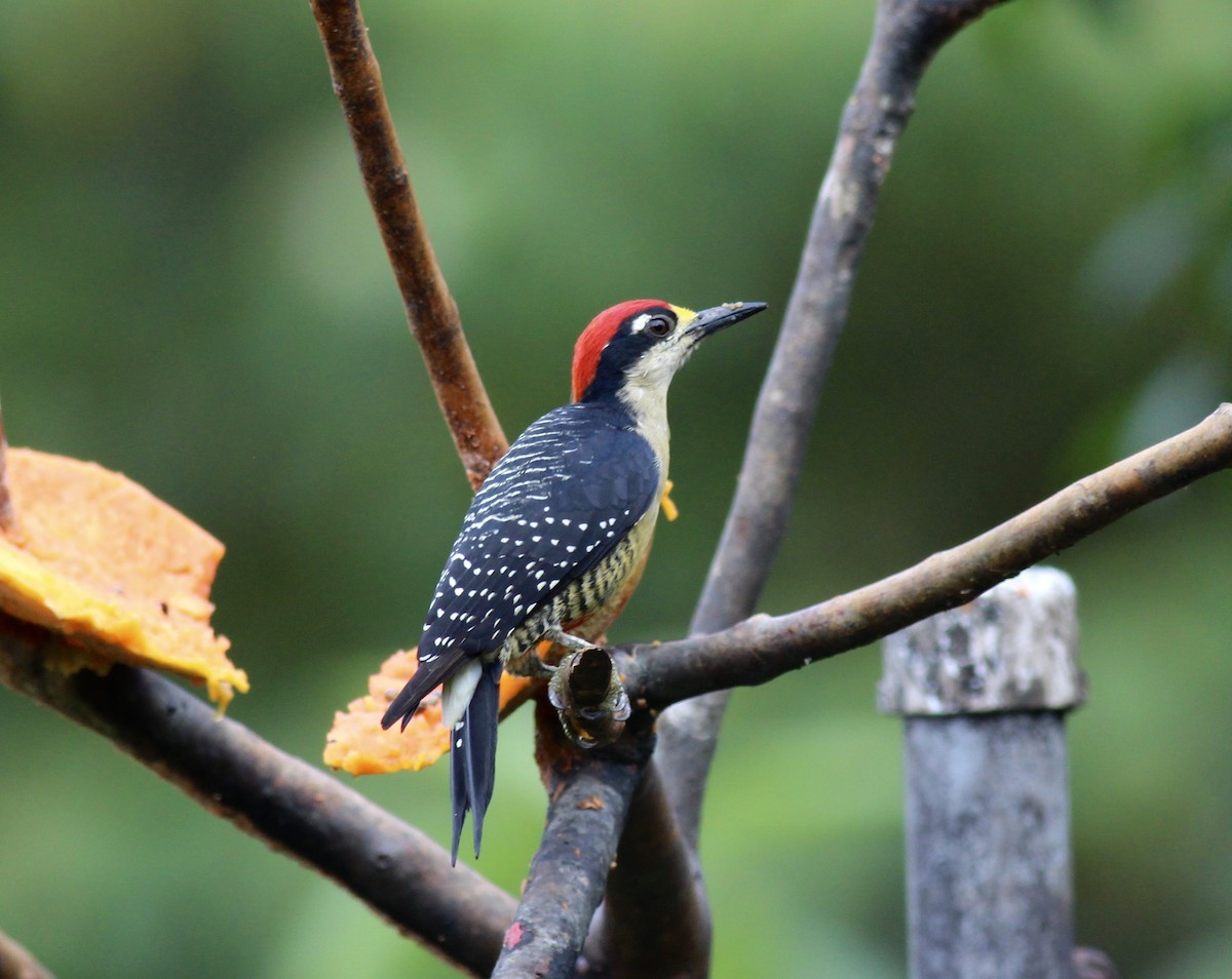 Black-cheeked Woodpecker - ML42209771