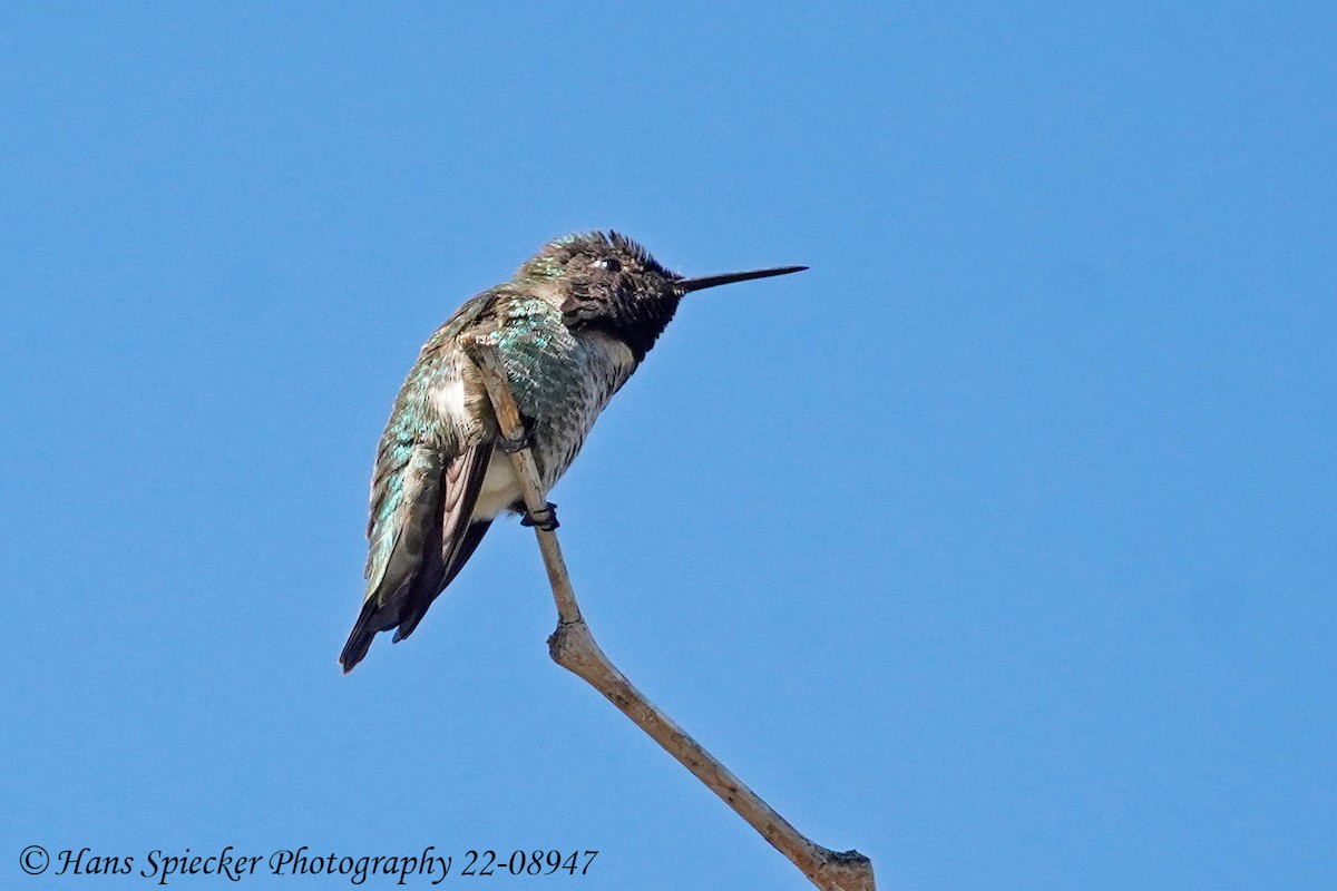 Anna's Hummingbird - ML422097781