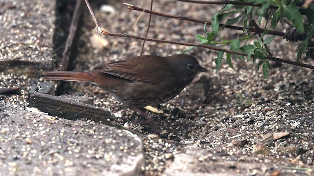 Fox Sparrow (Sooty) - ML422099221