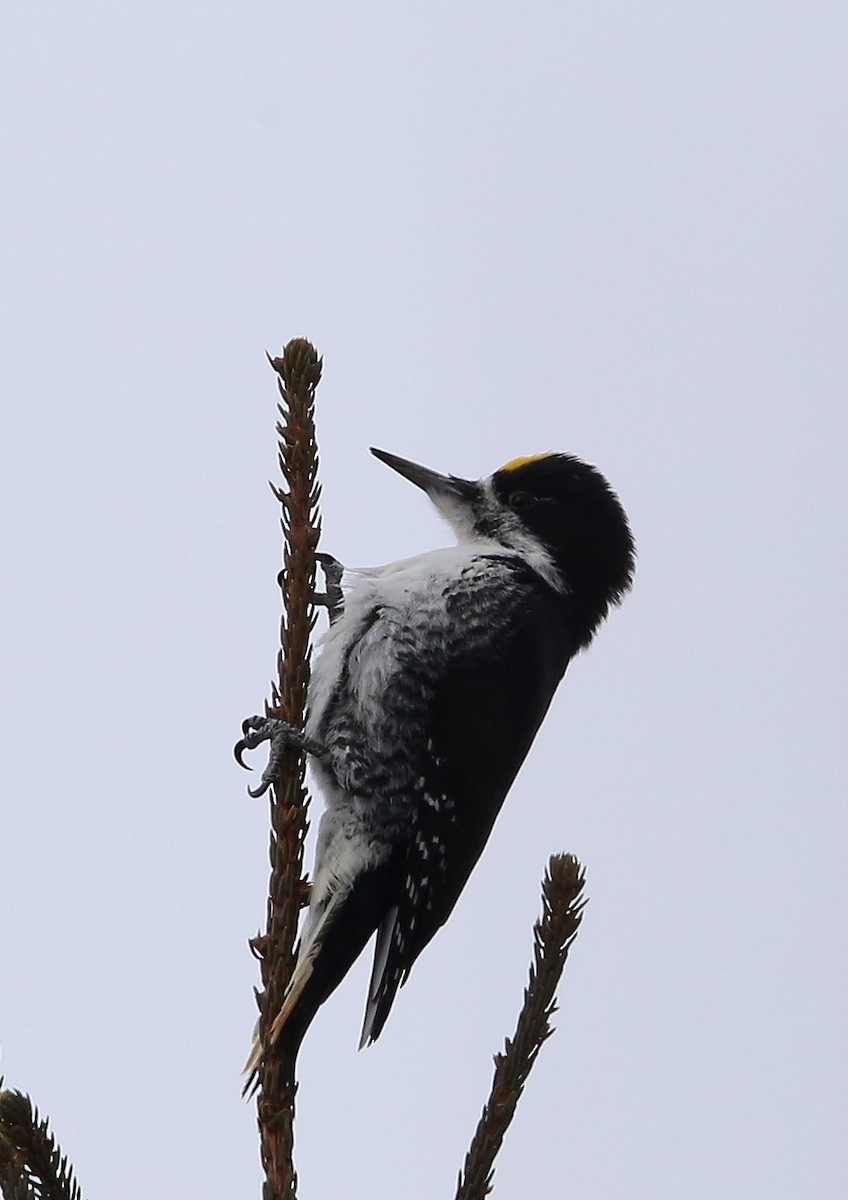 Black-backed Woodpecker - ML422101081
