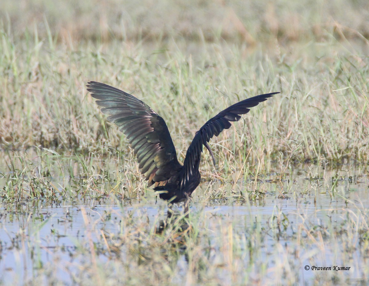 ibis hnědý - ML422101201