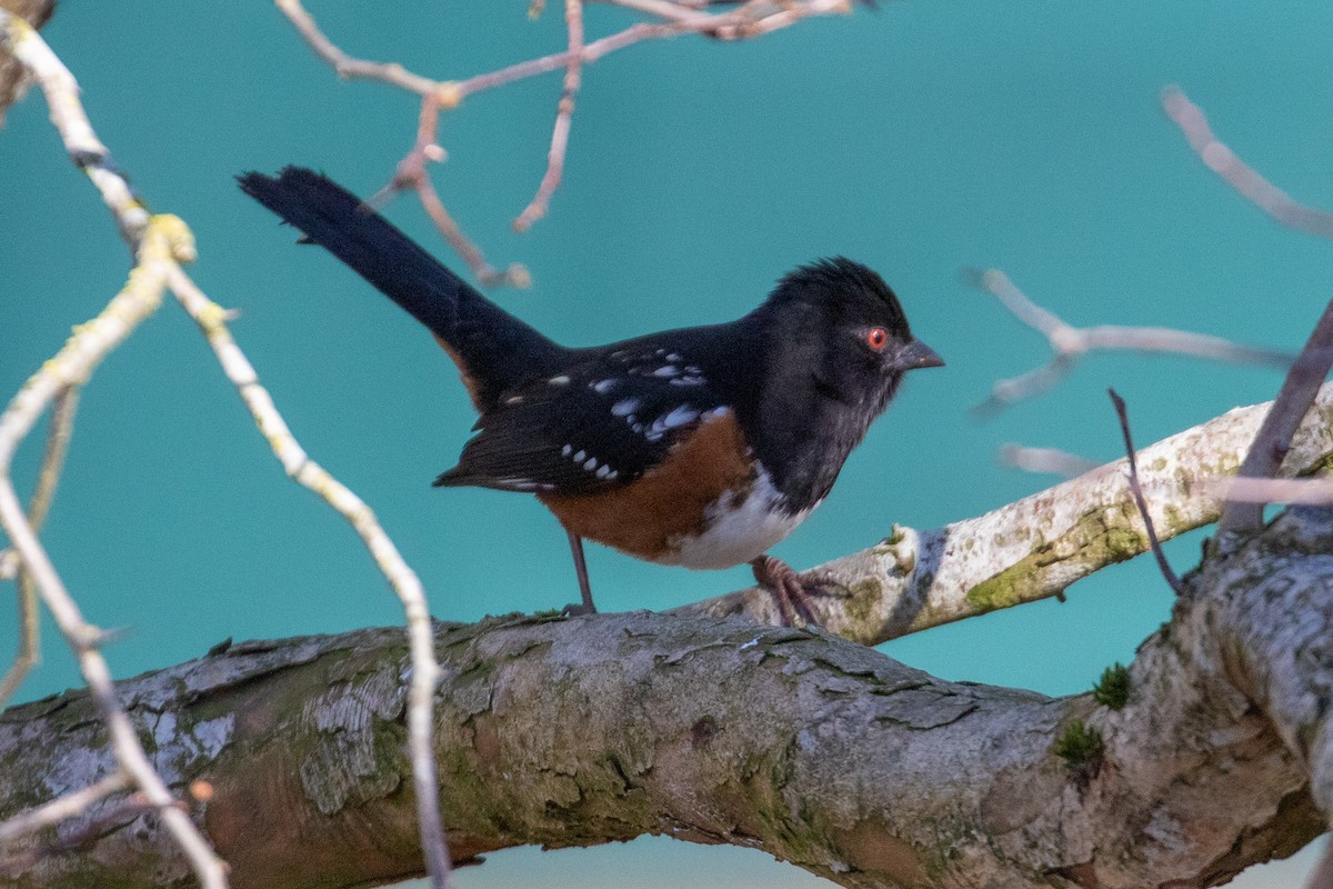 Spotted Towhee - ML422101221