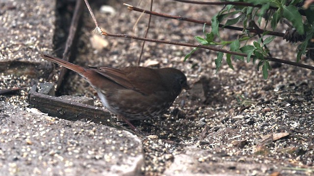 Fox Sparrow (Sooty) - ML422101711