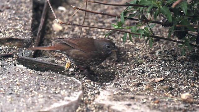 Fox Sparrow (Sooty) - ML422102451