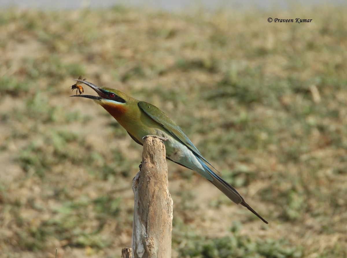 Blue-tailed Bee-eater - ML422102601