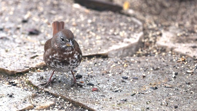 Fox Sparrow (Sooty) - ML422104931