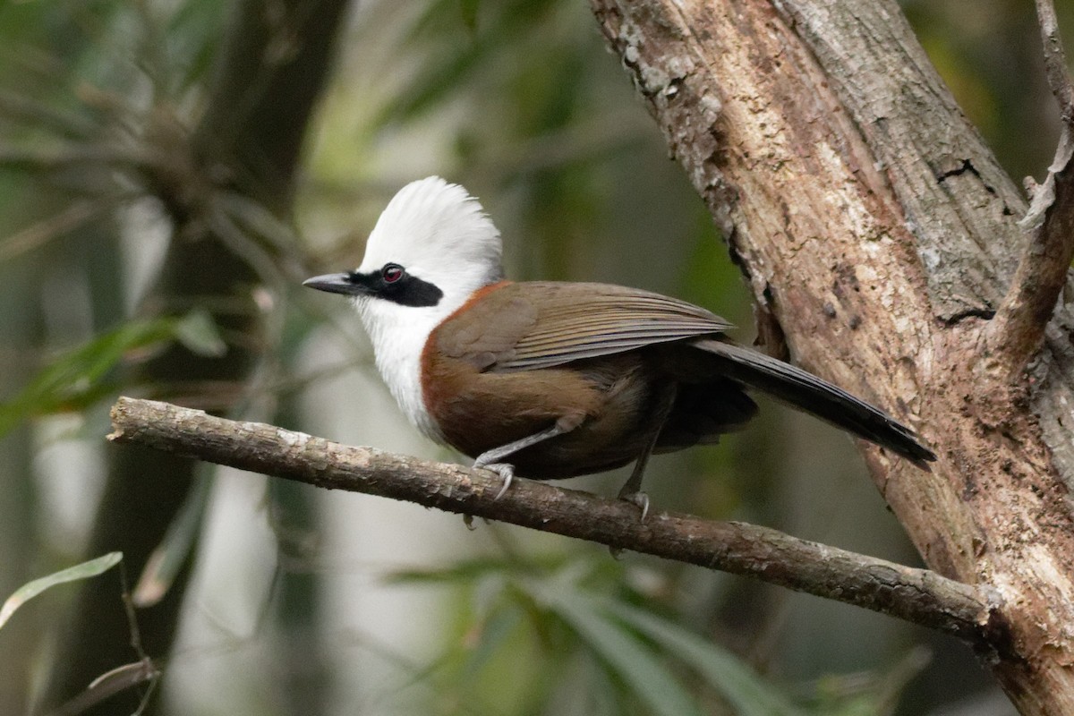 White-crested Laughingthrush - Able Lawrence