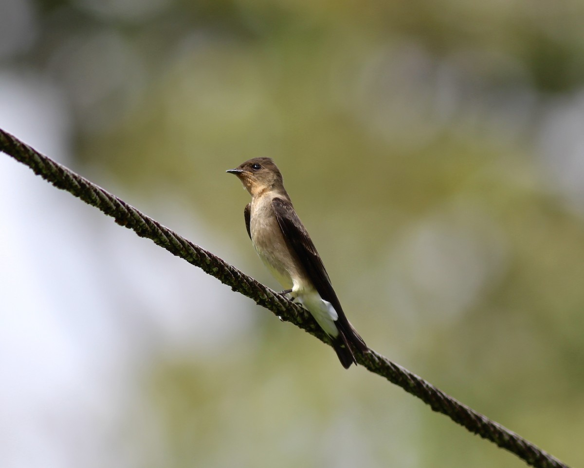 Southern Rough-winged Swallow - Jamie Adams