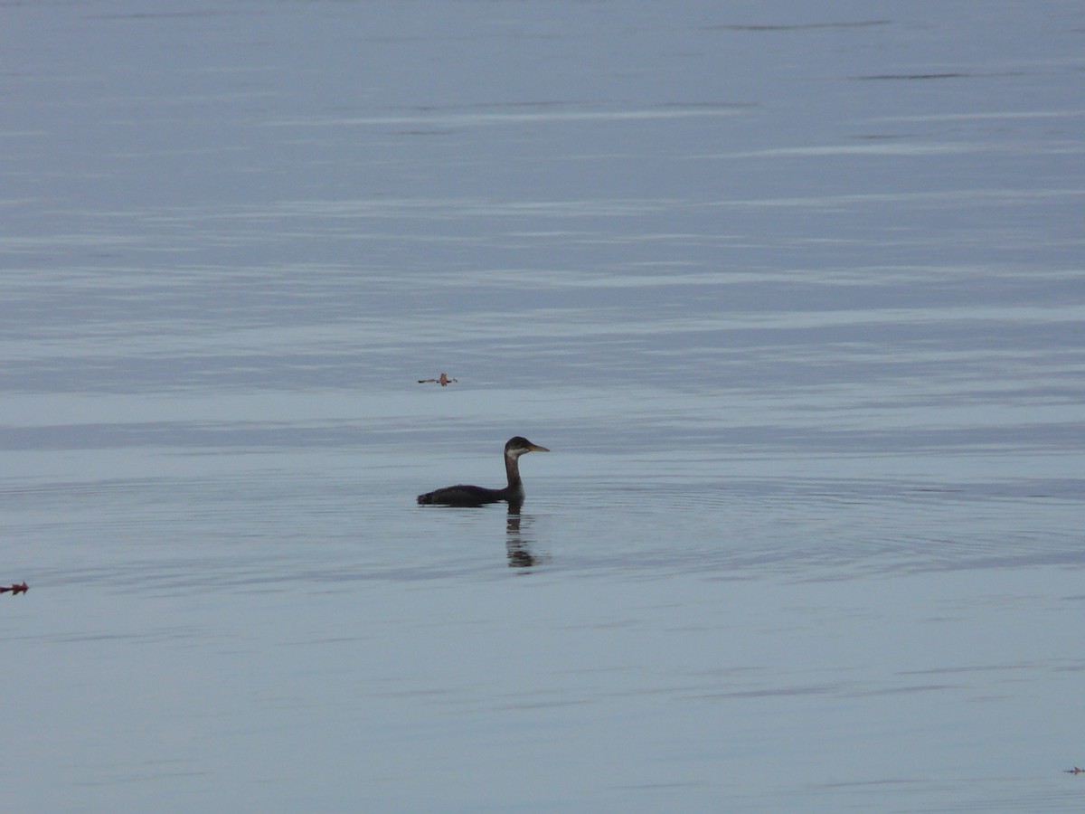 Red-necked Grebe - ML42210841