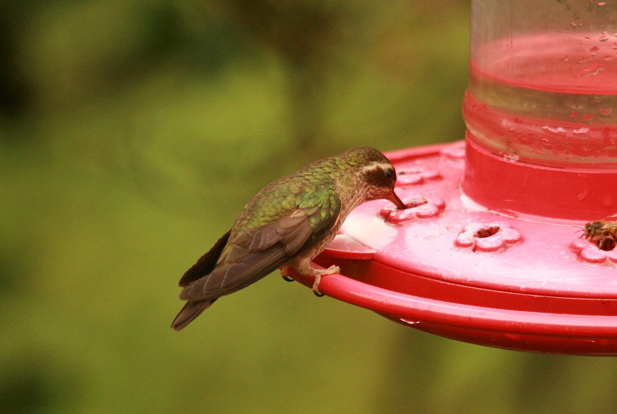 Speckled Hummingbird - Darrell Schiffman