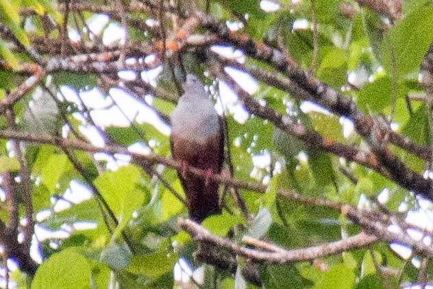 Micronesian Imperial-Pigeon - ML422116211