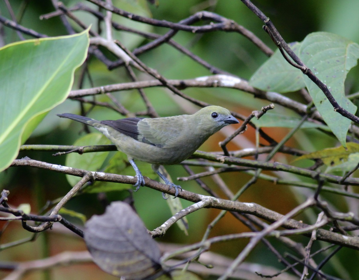 Palm Tanager - ML42211761