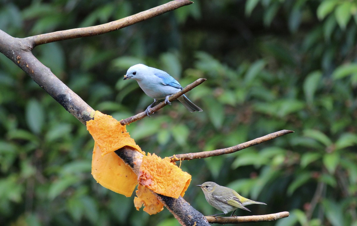 Blue-gray Tanager - ML42211881