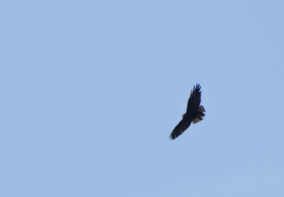 Short-tailed Hawk - ML422119581