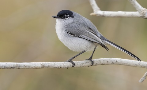 Black-tailed Gnatcatcher - Species Information and Photos