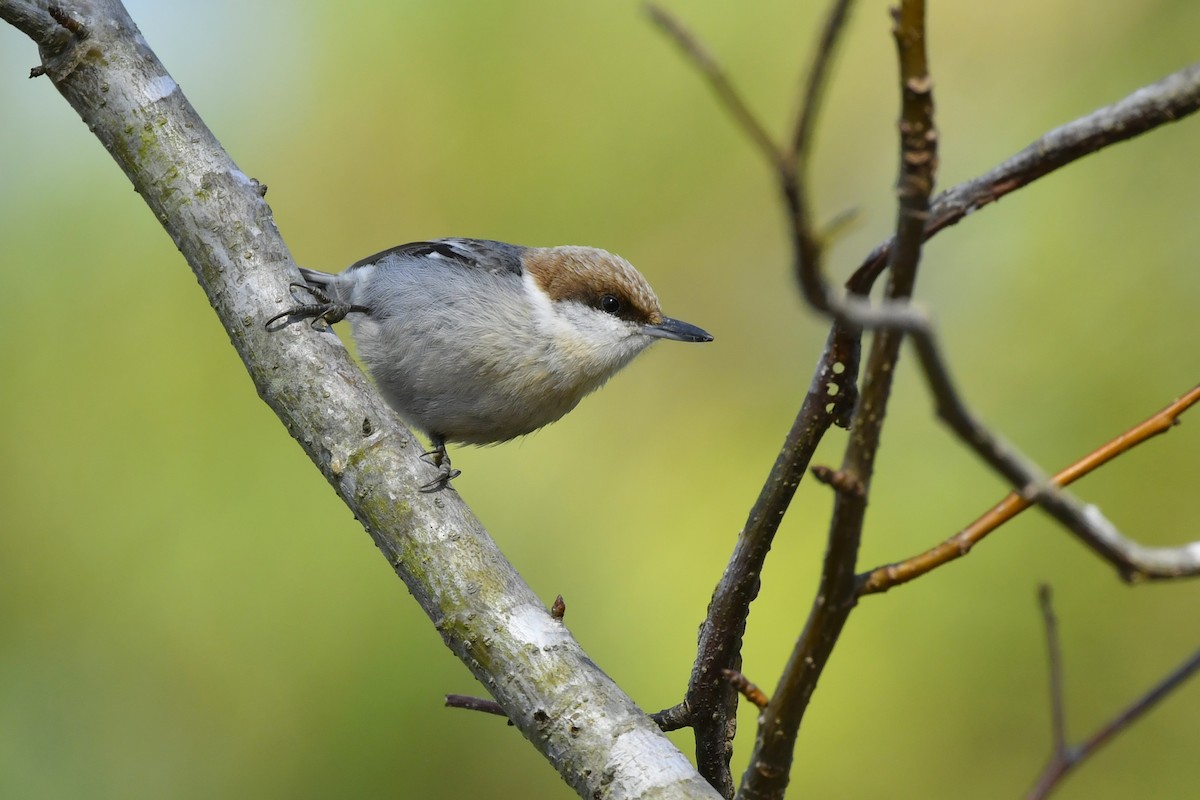 Brown-headed Nuthatch - ML422124971