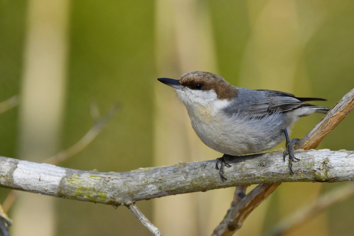 Brown-headed Nuthatch - ML422124981