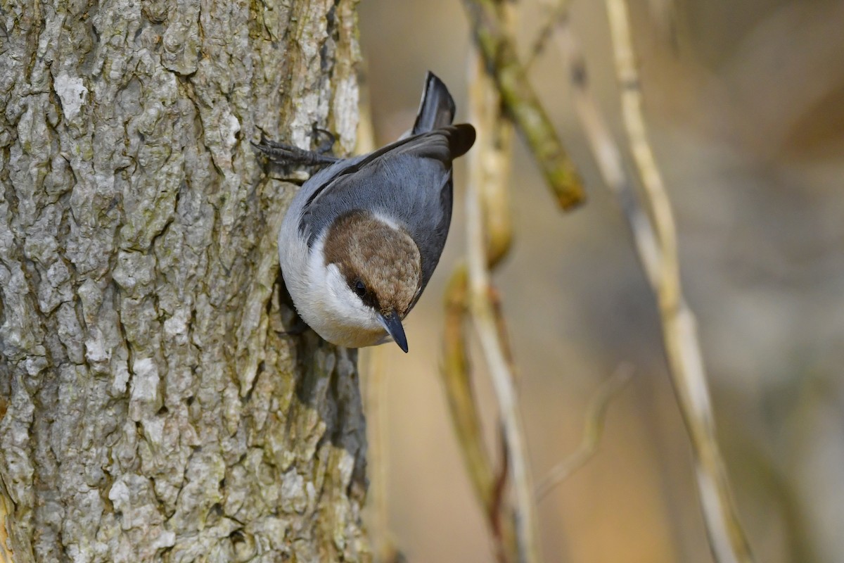 Brown-headed Nuthatch - ML422125001