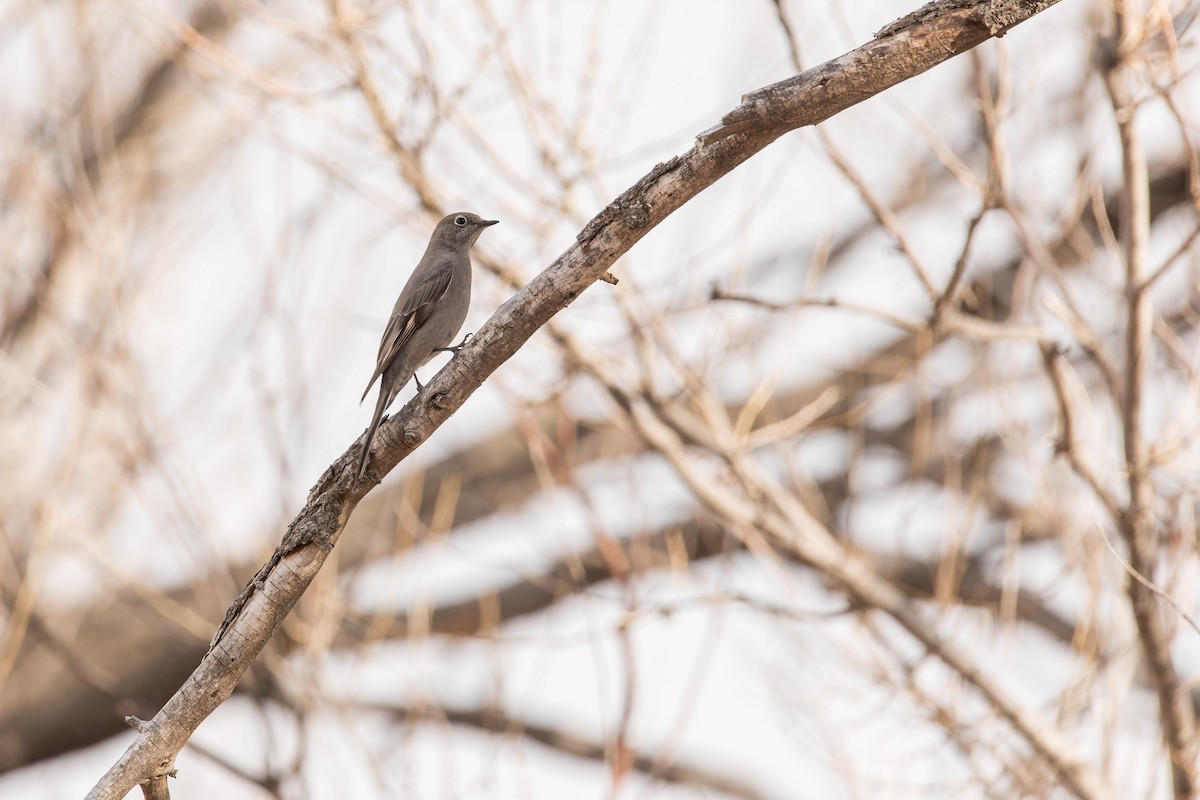 Townsend's Solitaire - ML422125701