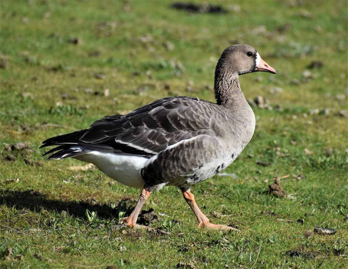 Greater White-fronted Goose - Douglas Lister