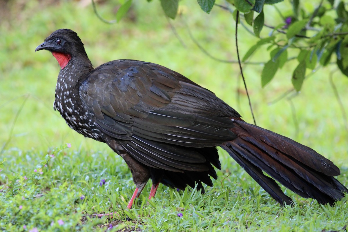 Crested Guan - ML42213201