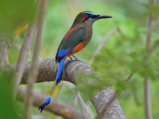  - Turquoise-browed Motmot