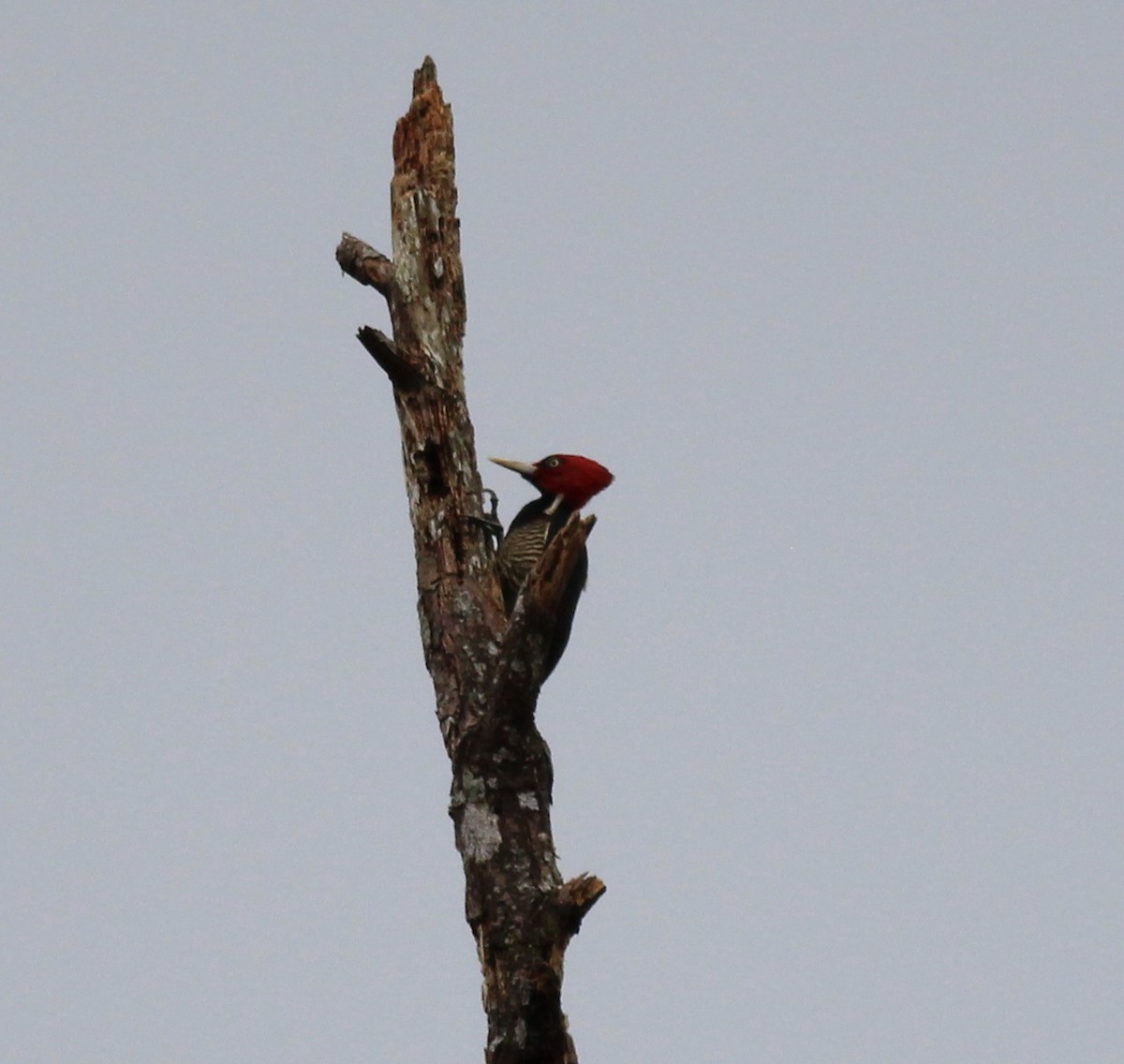 Pale-billed Woodpecker - ML42213581