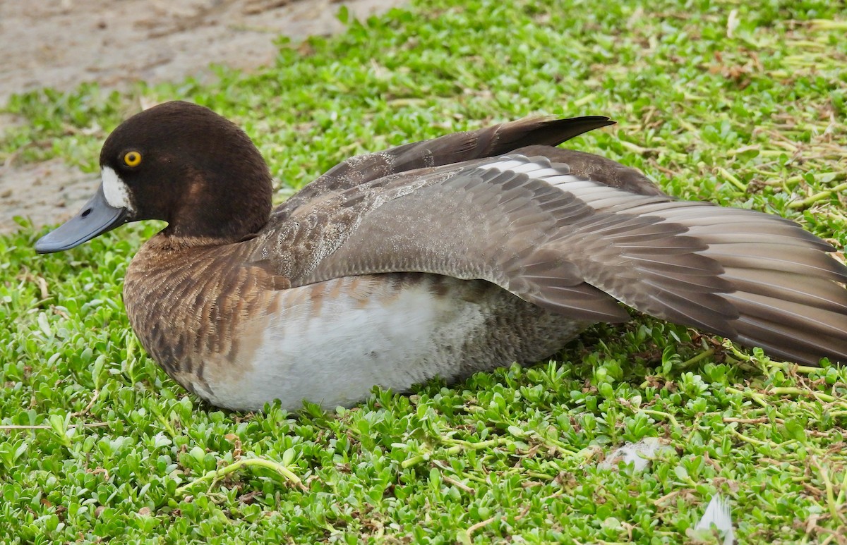 Greater/Lesser Scaup - ML422140251