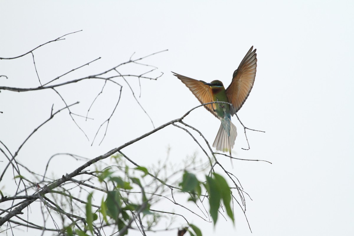 Blue-tailed Bee-eater - ML422141601