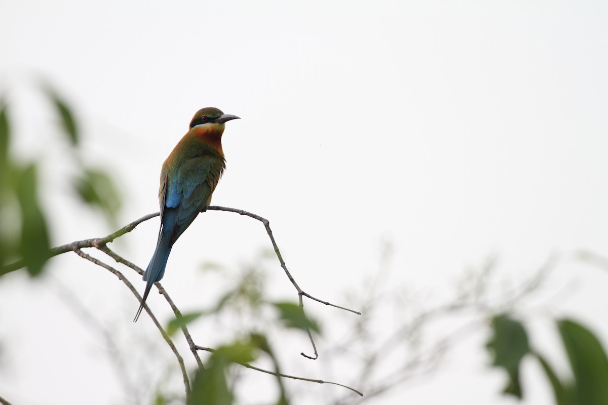 Blue-tailed Bee-eater - ML422141621