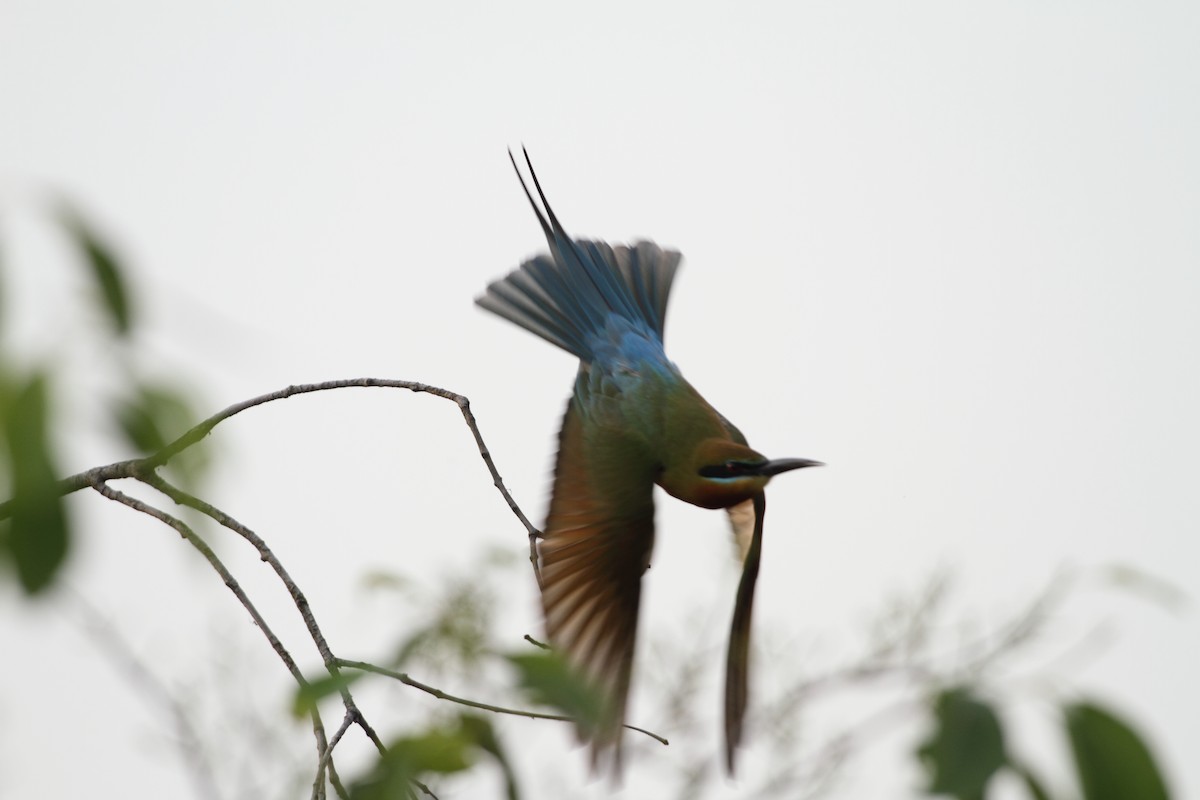 Blue-tailed Bee-eater - ML422141631