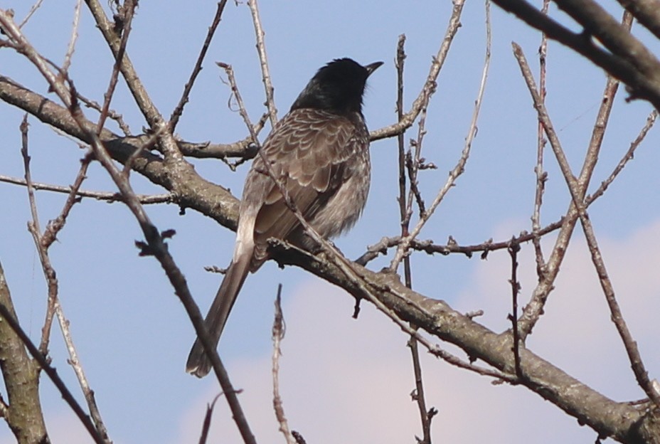 Red-vented Bulbul - ML422142201