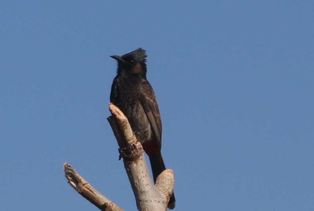 Red-vented Bulbul - ML422142231