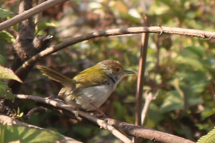 Common Tailorbird - ugyen Wangchuk