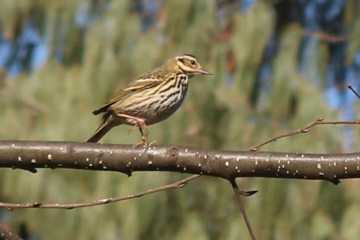 Olive-backed Pipit - ML422144231