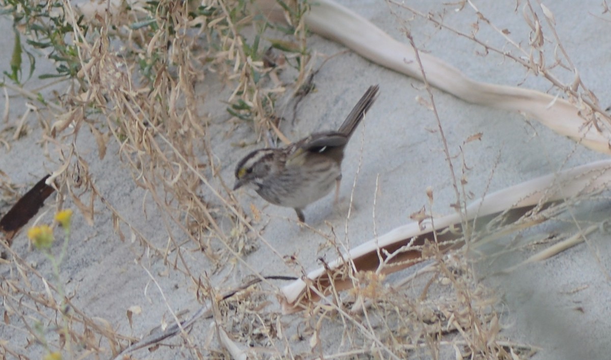 White-throated Sparrow - David Rankin