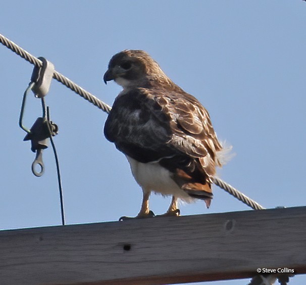 Red-tailed Hawk - ML422145661