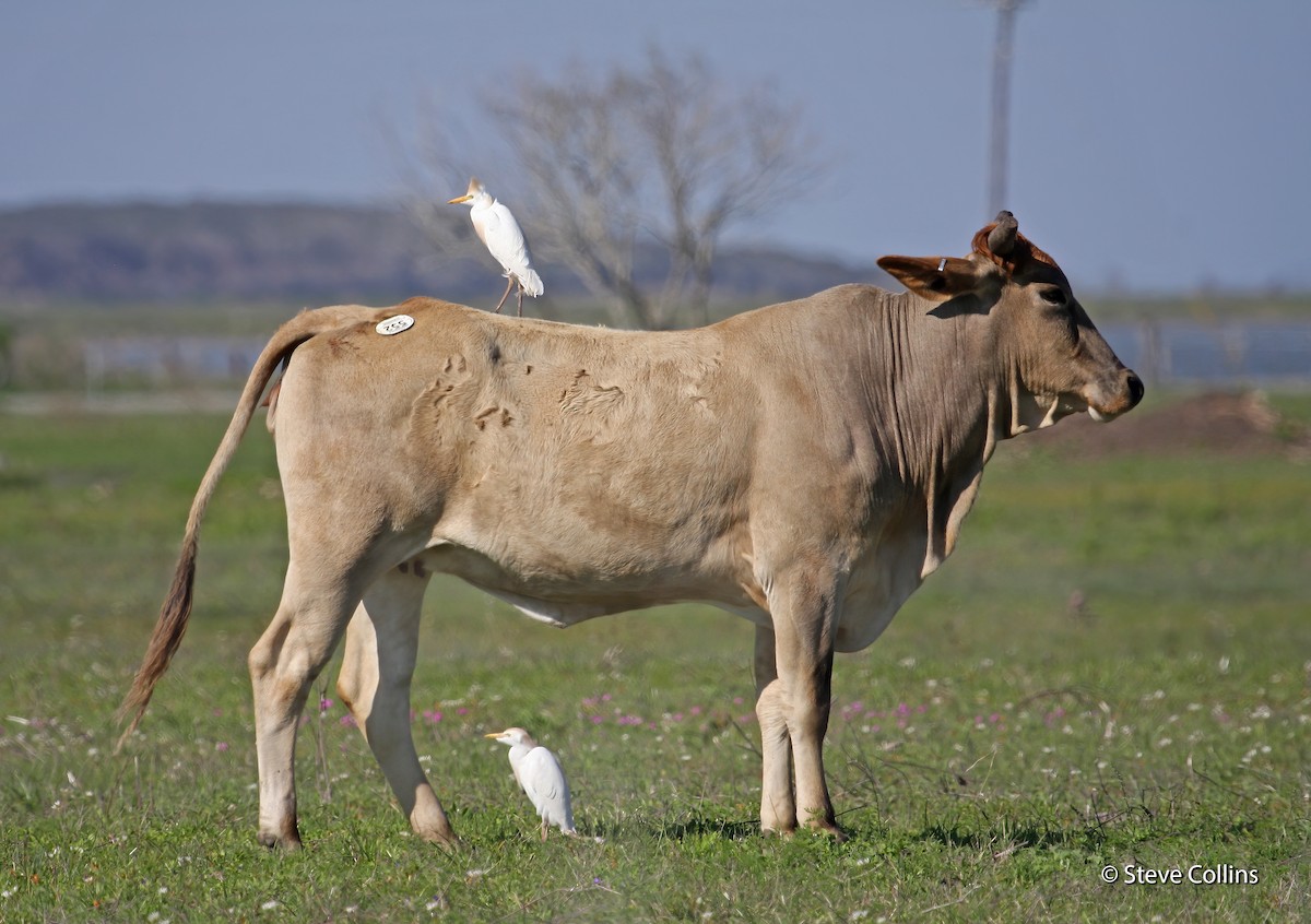 Western Cattle Egret - Steve Collins