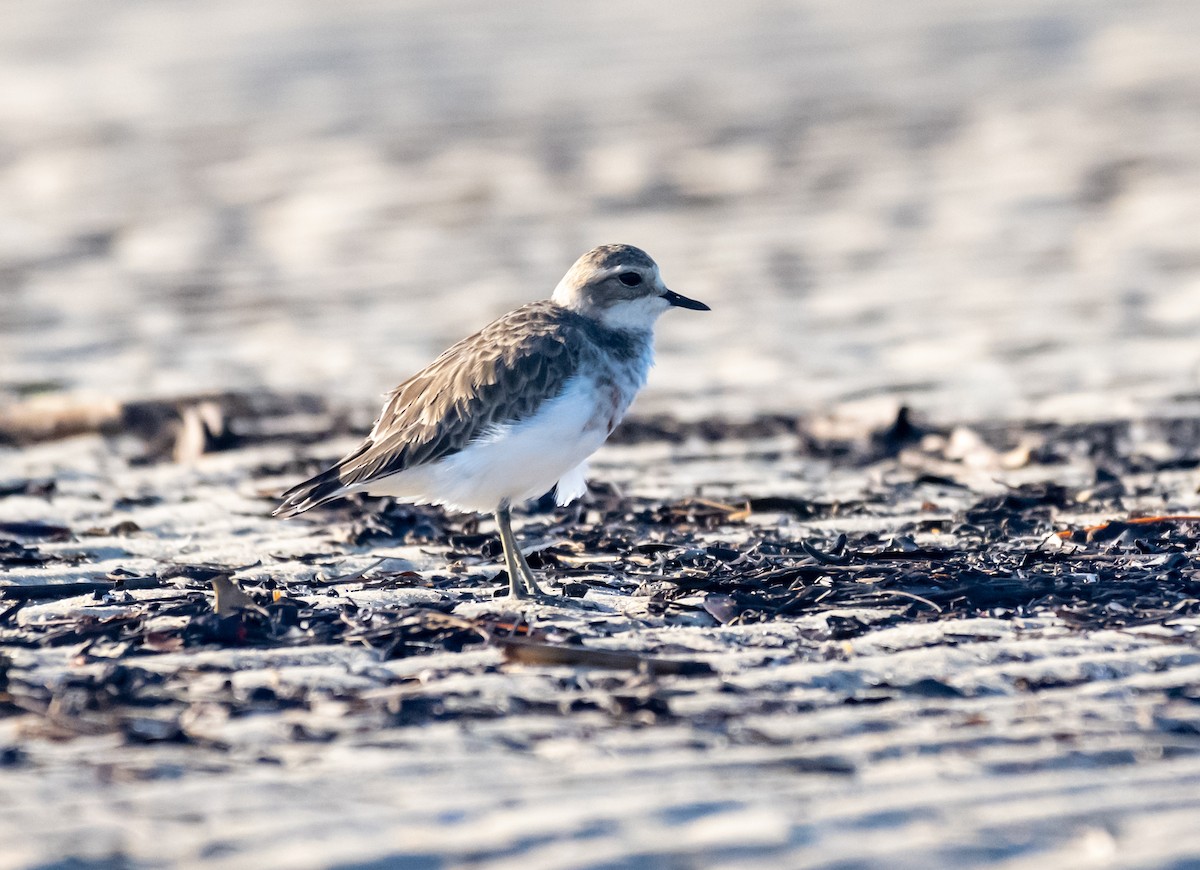 Double-banded Plover - ML422148471