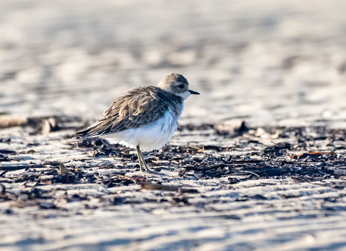 Double-banded Plover - ML422148501