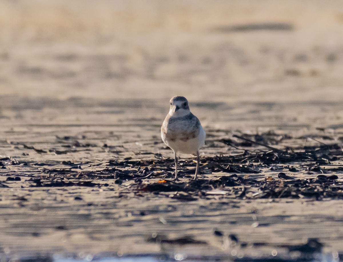 Double-banded Plover - ML422148521