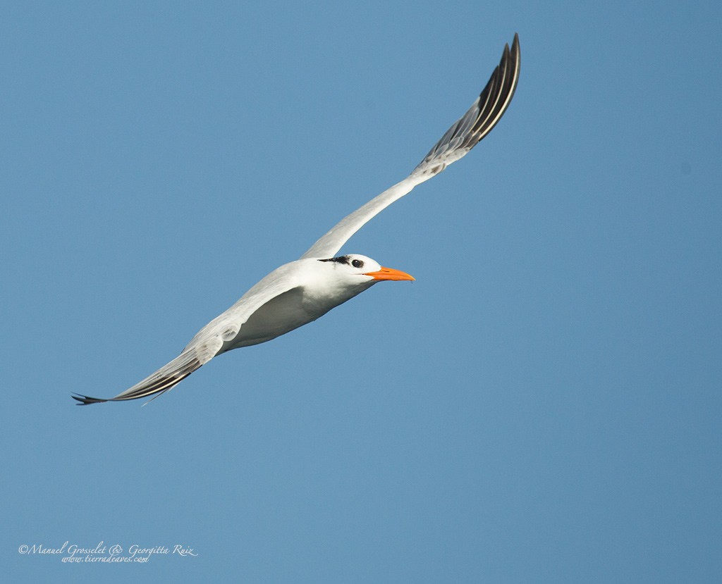Royal Tern - manuel grosselet