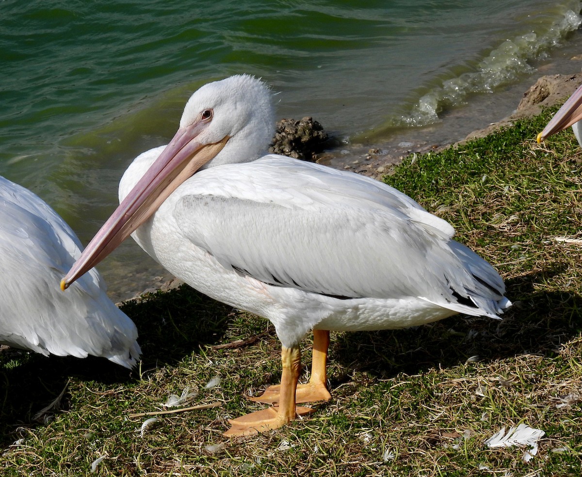 American White Pelican - ML422149281