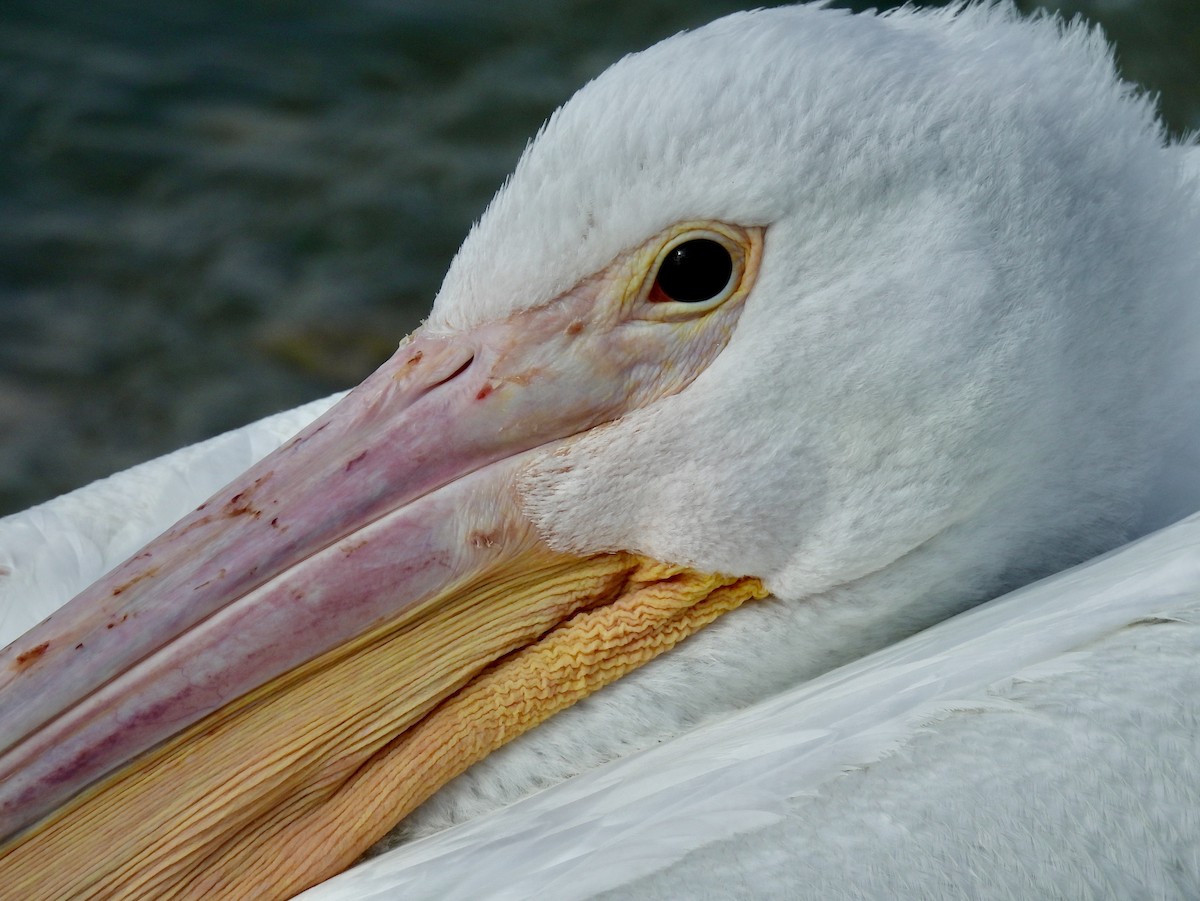 American White Pelican - ML422149301