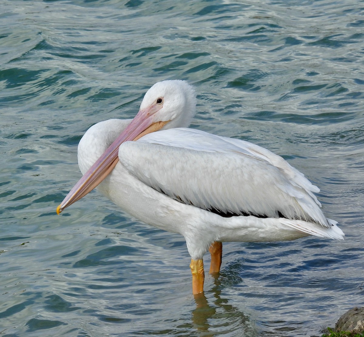 American White Pelican - ML422149311