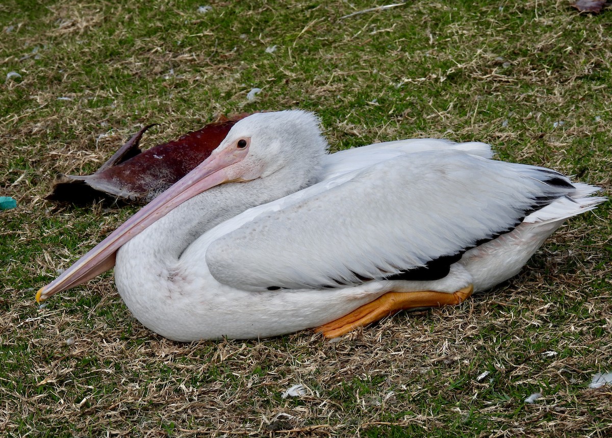 American White Pelican - ML422149361