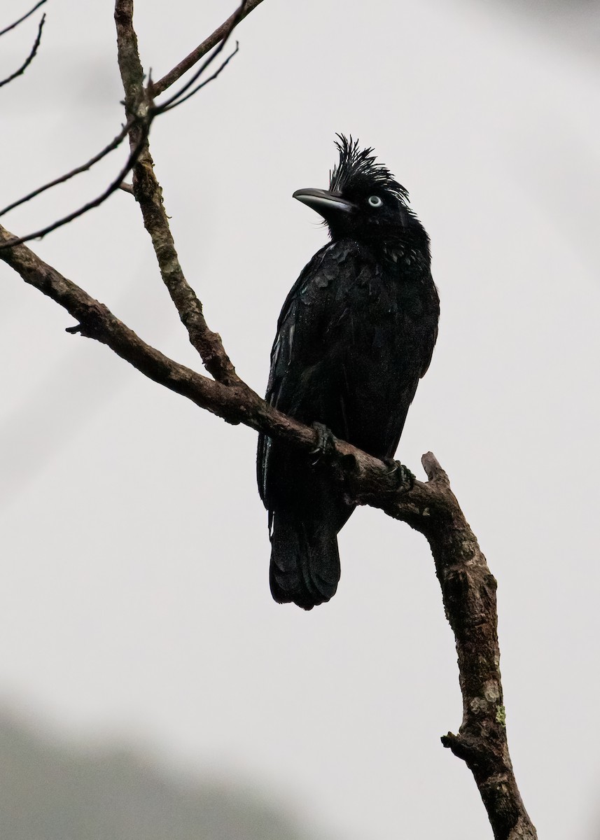 Amazonian Umbrellabird - ML422153301