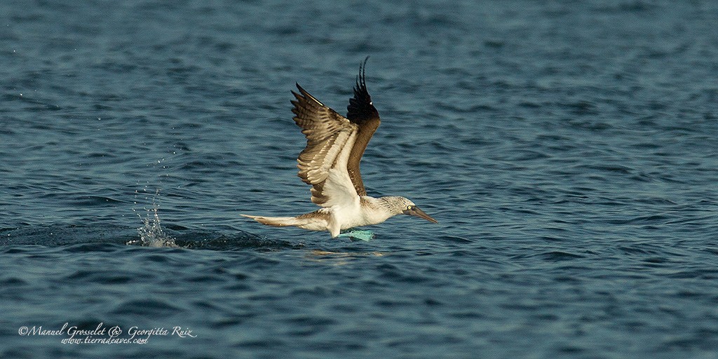 Blue-footed Booby - ML42215361